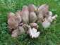Ráncos tintagomba (Coprinopsis atramentaria), Balatonfüred